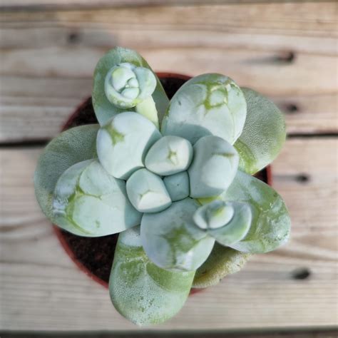 Dudleya Pachyphytum Succulentes Et Jolies Plantes