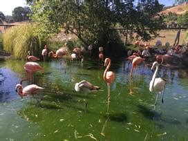 Safari West in Santa Rosa, California - Kid-friendly Attractions | Trekaroo