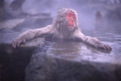 Japanese Macaques - Snow monkeys of Japan - Pictures - CBS News