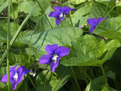 Wisconsin Wildflower Wood Violet Viola Papilionacea The Wisconsin