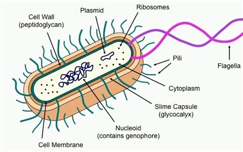 Nucleoid - Learn Fast Track