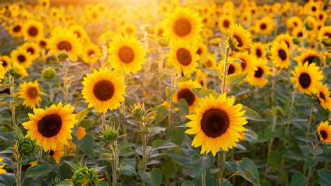 Sunflower Field Wallpaper 50209 - Baltana