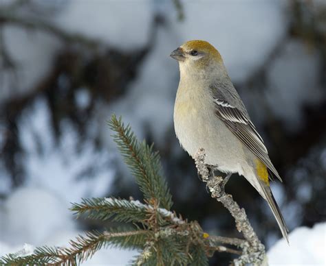 Female Pine Grosbeak - Pentax User Photo Gallery