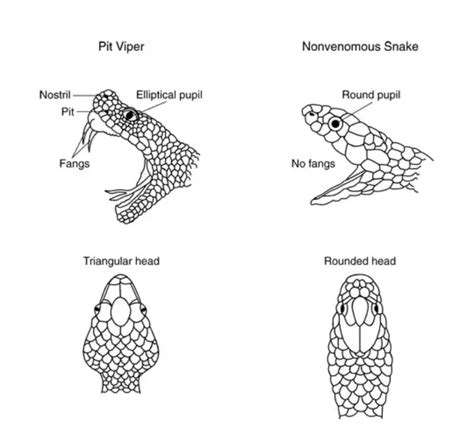 How To Tell If A Snake Is Venomous Vs Non Venomous Photos Science