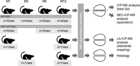 Long Term Gadolinium Retention In The Healthy Rat Brain Comparison