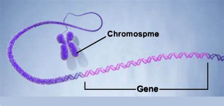 Gene Definition - JavaTpoint