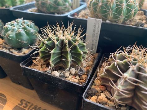 Gymnocalycium Mihanovichii Var Friedrichii Kaufen Auf Ricardo