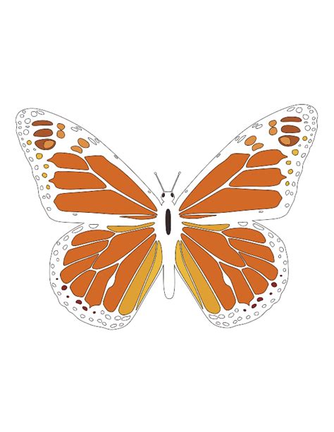 Monarch Butterfly Vector Image