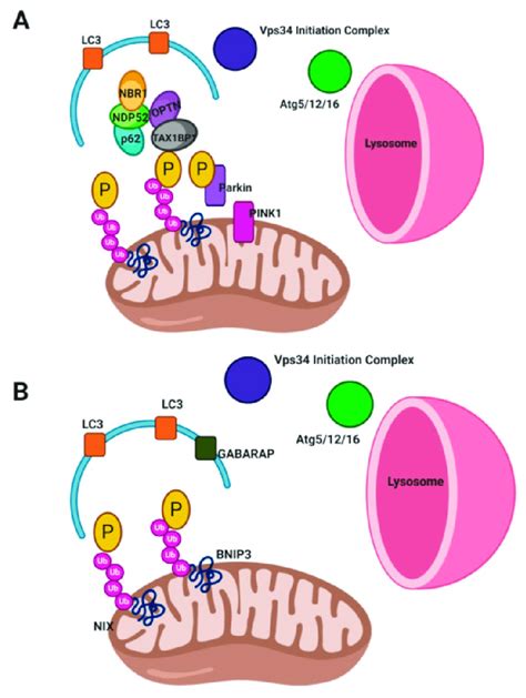 Mitophagy A Non Receptor Mediated Mitophagy Or Classical Mitophagy