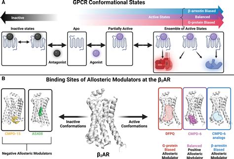 G Protein Coupled Receptors A Century Of Research And Discovery