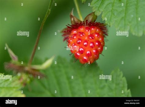 Salmonberry Stock Photo - Alamy