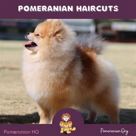 Pomeranian Haircuts and the Pomeranian Lion Cut