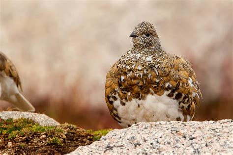 Rock Ptarmigan on Mt Evans - Tundraclick Nature Photography