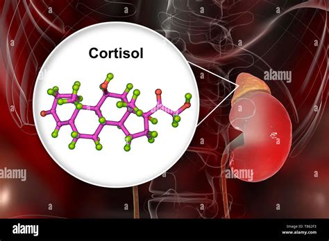 Hormona Cortisol Molécula Y La Glándula Suprarrenal Ilustración Fotografía De Stock Alamy