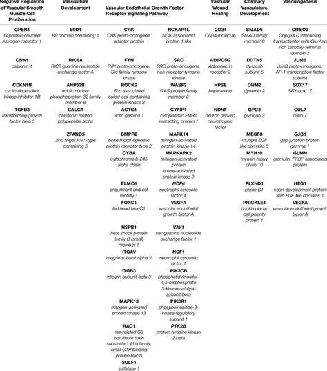 Functional Annotation Pathways Modified By Hypertension In Placenta Download Scientific Diagram