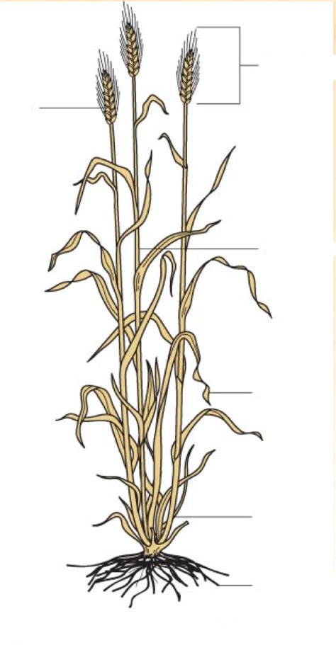 Wheat Plant Diagram