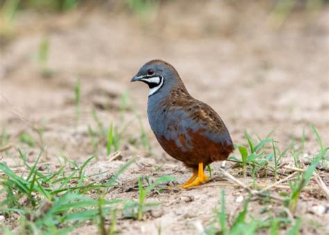 Types Of Quail Breeds That Are Ideal For New Poultry Keepers