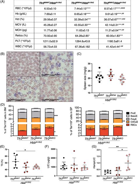 Bone Marrow Tfr2 Deletion Ameliorates Anemia Red Blood Cells