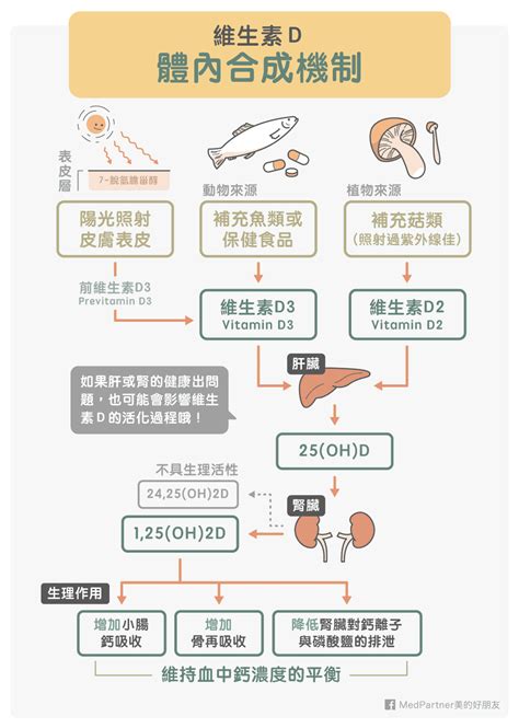 維他命d有哪些功效？過度補充會怎樣？專家圖文完整說明 美的好朋友