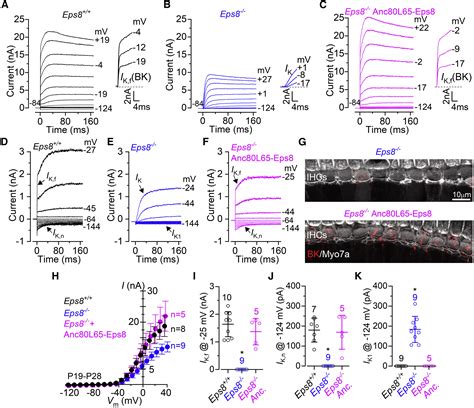 Aav Mediated Rescue Of Eps Expression In Vivo Restores Hair Cell