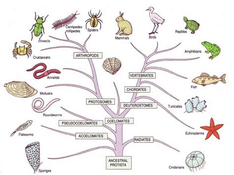 Los Seres Vivos Y Su Clasificaci N Taxon Mica Mind Map