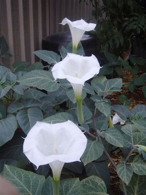 Night Blooming White Moonflower Bush Datura Sp Seeds