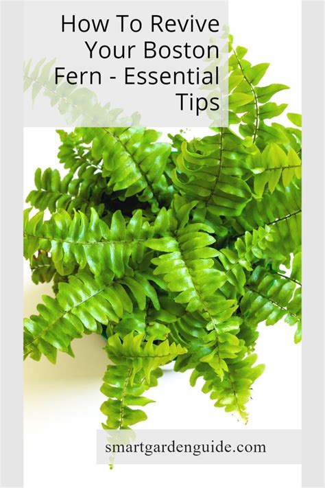 How To Prune A Boston Fern Top Tips Artofit