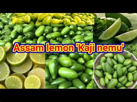 Assam Lemon Kaji Nemu Assam News Assamese News YouTube