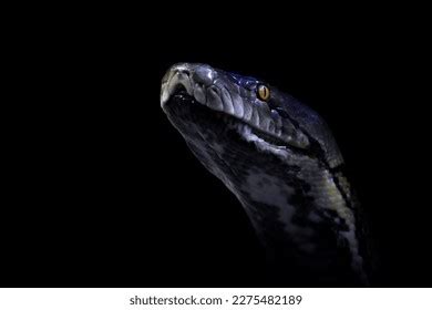 Snake Portrait Black Background Stock Photo 2275482189 | Shutterstock