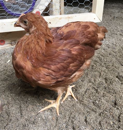 Nb Aka Nasty Butt Backyard Chickens Learn How To Raise Chickens