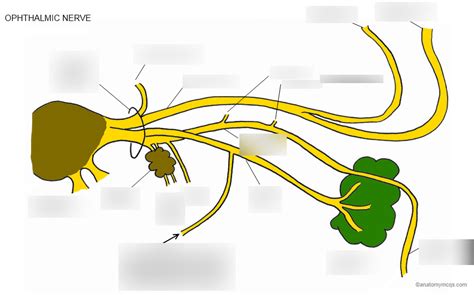 Diagram Of Ophthalmic Nerve Quizlet