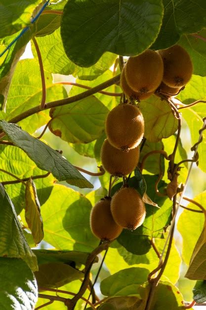 Premium Photo | Kiwi fruits grow on trees