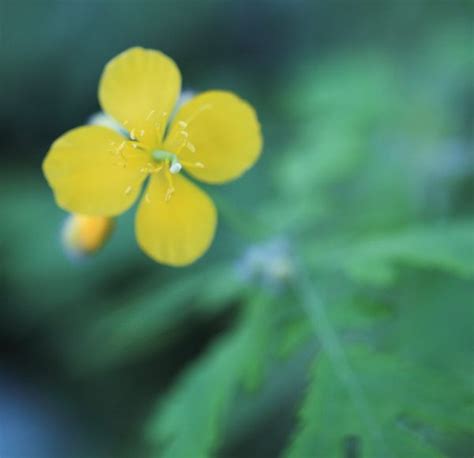 Free Images Nature Blossom Flower Petal High Blue Flora