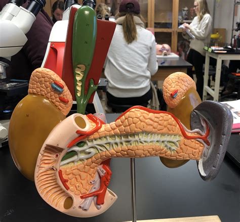 Internal Organs Model Diagram Quizlet