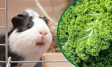 Can Guinea Pigs Eat Raw Kale 10 Benefits You Should Know