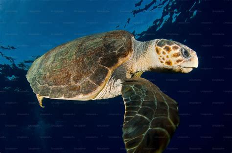 Green Sea Turtle Shell