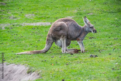 Red kangaroo (Macropus rufus) - the largest of all kangaroos Stock ...