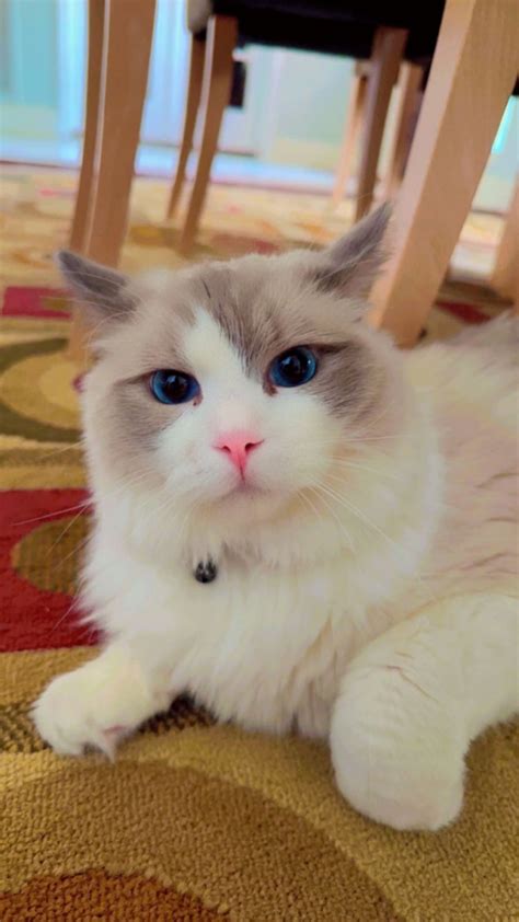 Ragdoll Cats For Sale Houston TX 517549 Petzlover