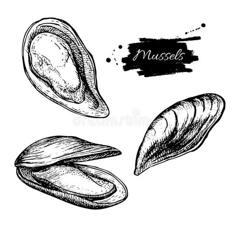 Vector Vintage Mussel Set Drawing Hand Drawn Monochrome Seafood Stock