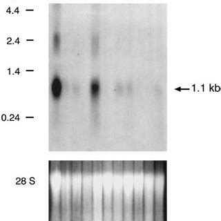 Northern Analysis Of Ps20 MRNA Expression In U4F Cells And In Adult Rat