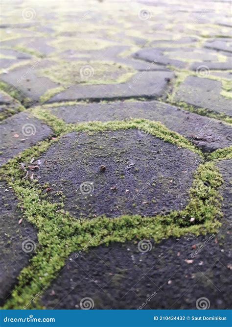 Moss on Rock ( Lumut , Lembab ) Stock Photo - Image of background, rock ...