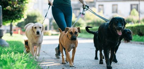 Passeador De Cães Dog Walkers Meishop