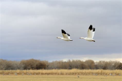 "Snow Geese" Images – Browse 8,358 Stock Photos, Vectors, and Video ...