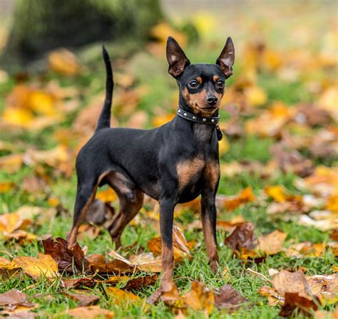 Brown And Tan Miniature Pinscher