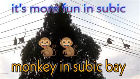 Monkey In Subic Bay Ang Dami Na Nila Ngayon Youtube