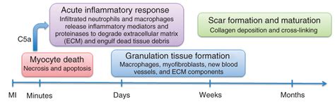 Using Systems Biology Approaches To Understand Cardiac Inflammation And