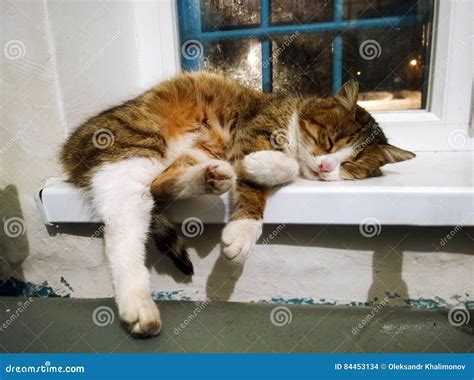 The Cat Sleeps On The Windowsill Stock Photo Image Of Bellied White