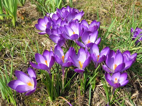 Crocus Planter Cultiver Multiplier