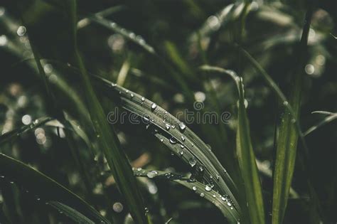 Fondo Con Las Gotas Frescas De La Lluvia Del Verano Que Brillan En El