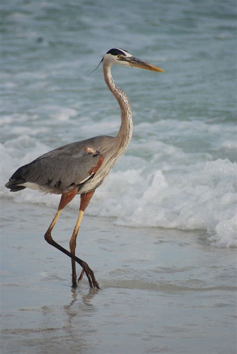 97 Cool Heron Species In Florida - insectza